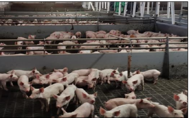 Ferrero Mangimi – Società Agricola Agricosta – Ghedi (BS)